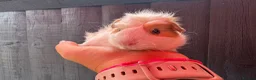 Guinea Pig rodents for sale: Beautiful baby piggies  - Advert 21