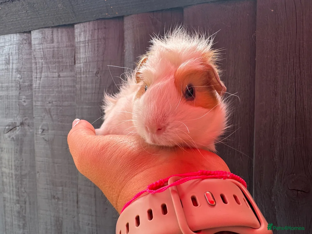 Guinea Pig rodents for sale: Beautiful baby piggies  - Advert 21