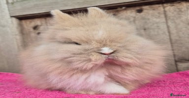 Mini Lop rabbits Mini lops & lion head.  see description.  - Advert 7