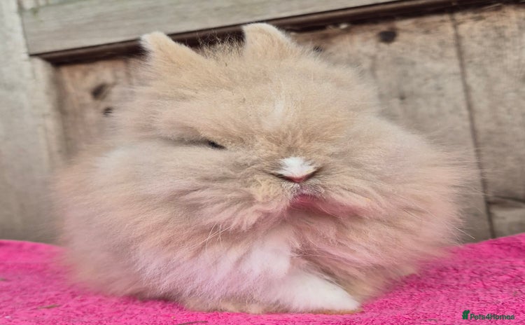 Mini Lop rabbits Mini lops various age and price see description.  - Advert 2