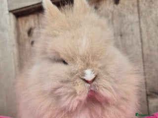 Mini Lop rabbits Mini lops various age and price see description. - Advert 4
