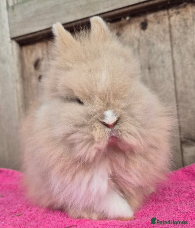 Mini Lop rabbits Mini lops various age and price see description. - Advert 2