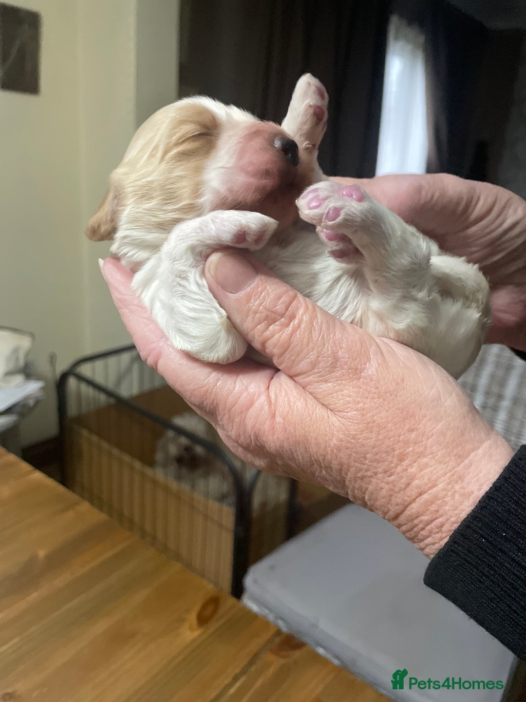 Cockapoo dogs for sale: Cockerpoo apricot and cream  - Advert 10