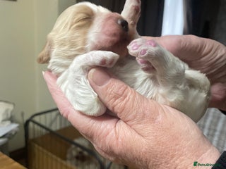 Cockapoo dogs Cockerpoo apricot and cream - Advert 6