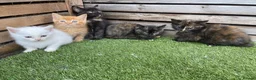 Mixed Breed cats for sale: 5 beautiful kittens - ready to leave now  - Advert 4