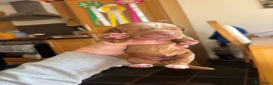 Sprocker 5