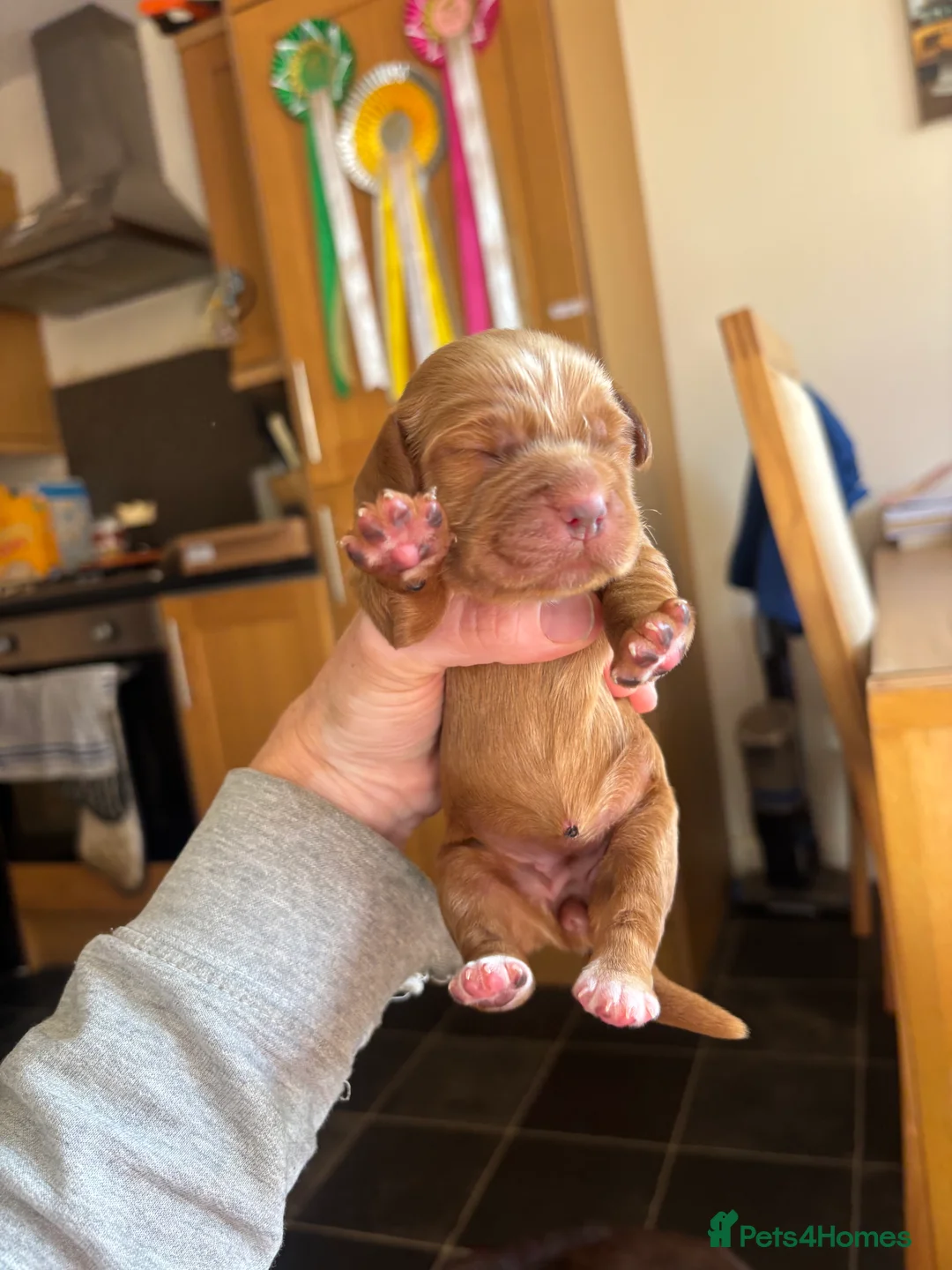 Sprocker dogs for sale: Beautiful littler of sprocker puppies  in Derby - Advert 2