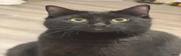 Mixed Breed cats for sale: 2 Black Cats Looking for Their Forever Home - Advert 3