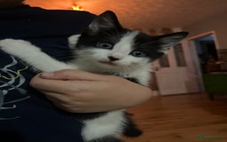 Mixed Breed cats for sale: Gorgeous family kittens nearly ready for new homes - Image 8