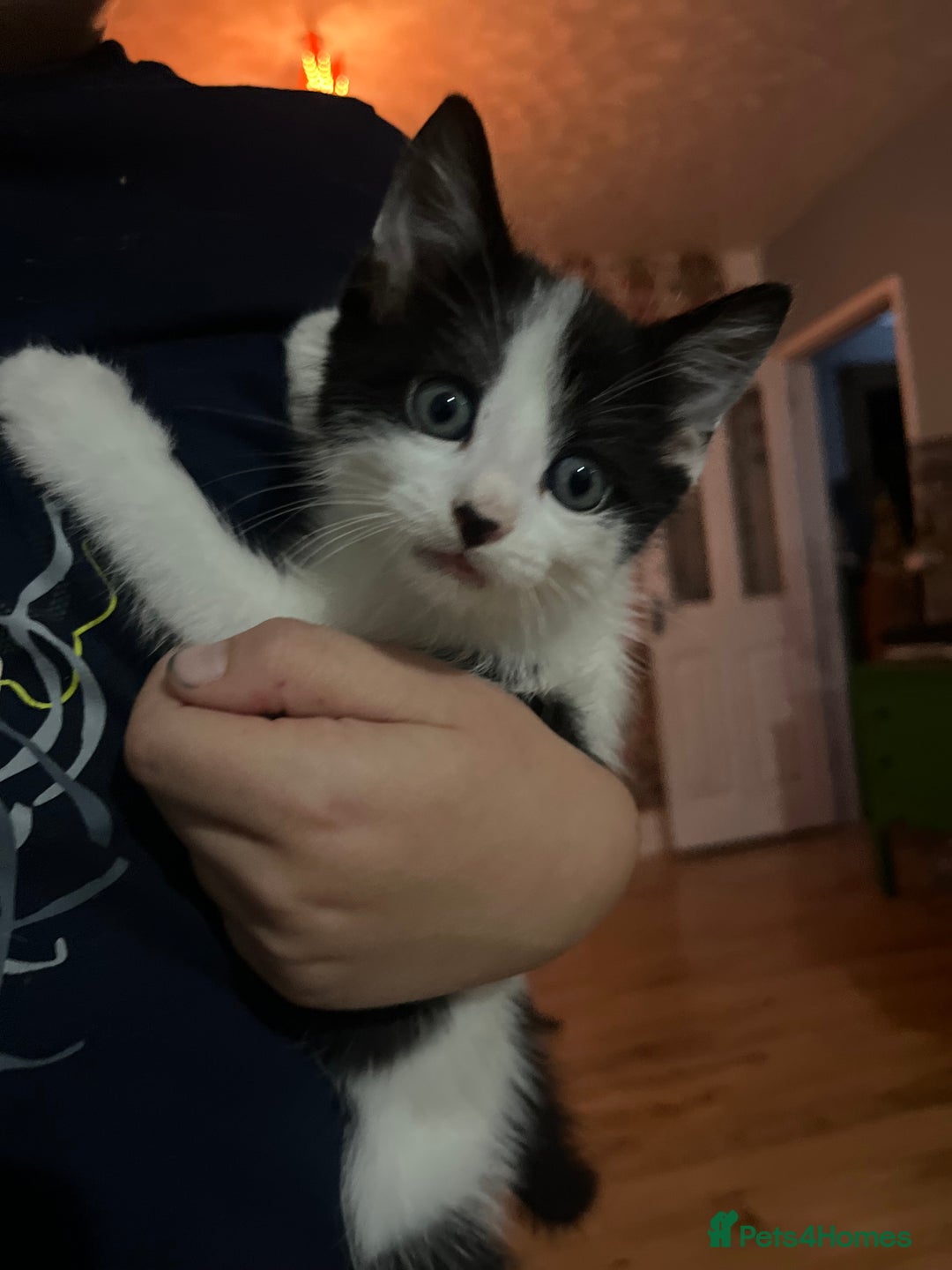 Mixed Breed cats for sale: Gorgeous family kittens nearly ready for new homes - Image 8