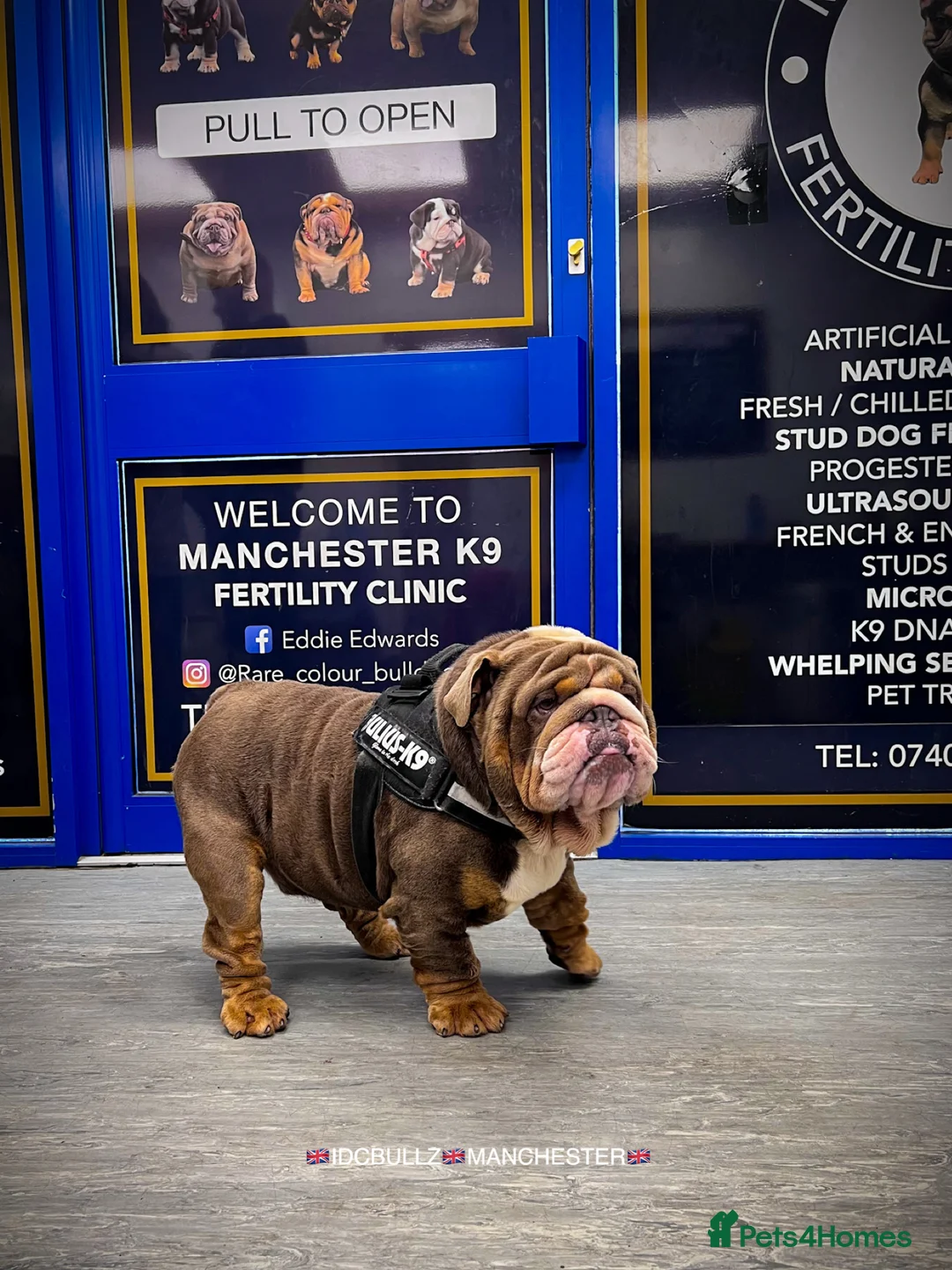 English Bulldog dogs for stud: Uncle Fester in Manchester - Advert 35