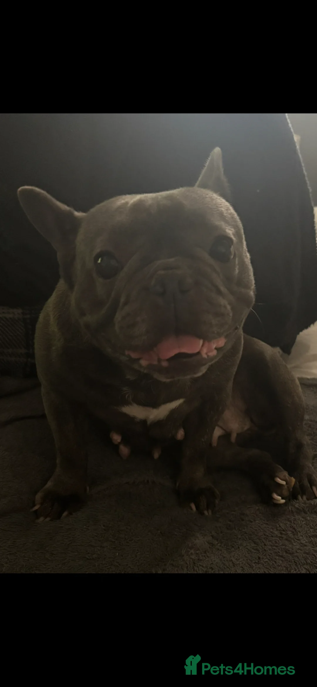 French Bulldog dogs for sale: Female frenchie  in Newark - Advert 4