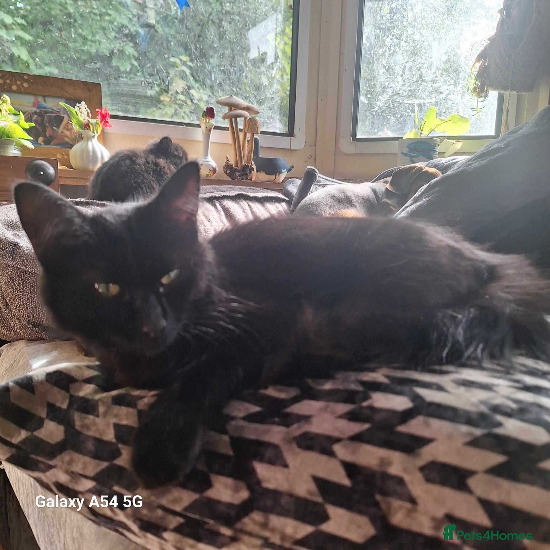 Mixed Breed cats Male and female  - Advert 6
