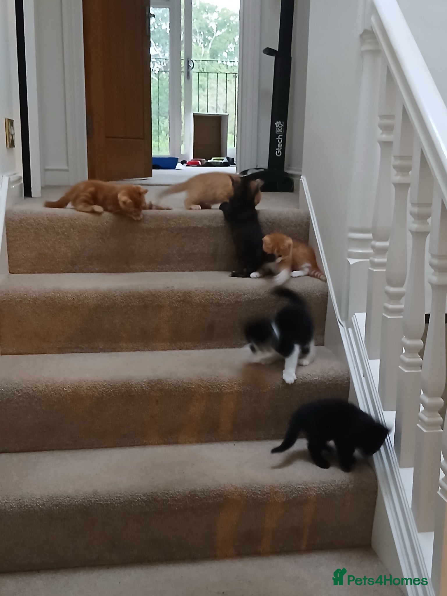 Mixed Breed cats for sale: 5 beautiful kittens - Advert 4