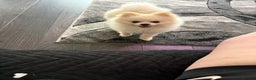 Pomeranian dogs for stud: pomeranian for stud  - Advert 2