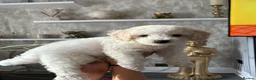 Cavapoochon dogs for sale: *REDUCED* LAST TINY BOY LEFT ready to leave - Advert 5