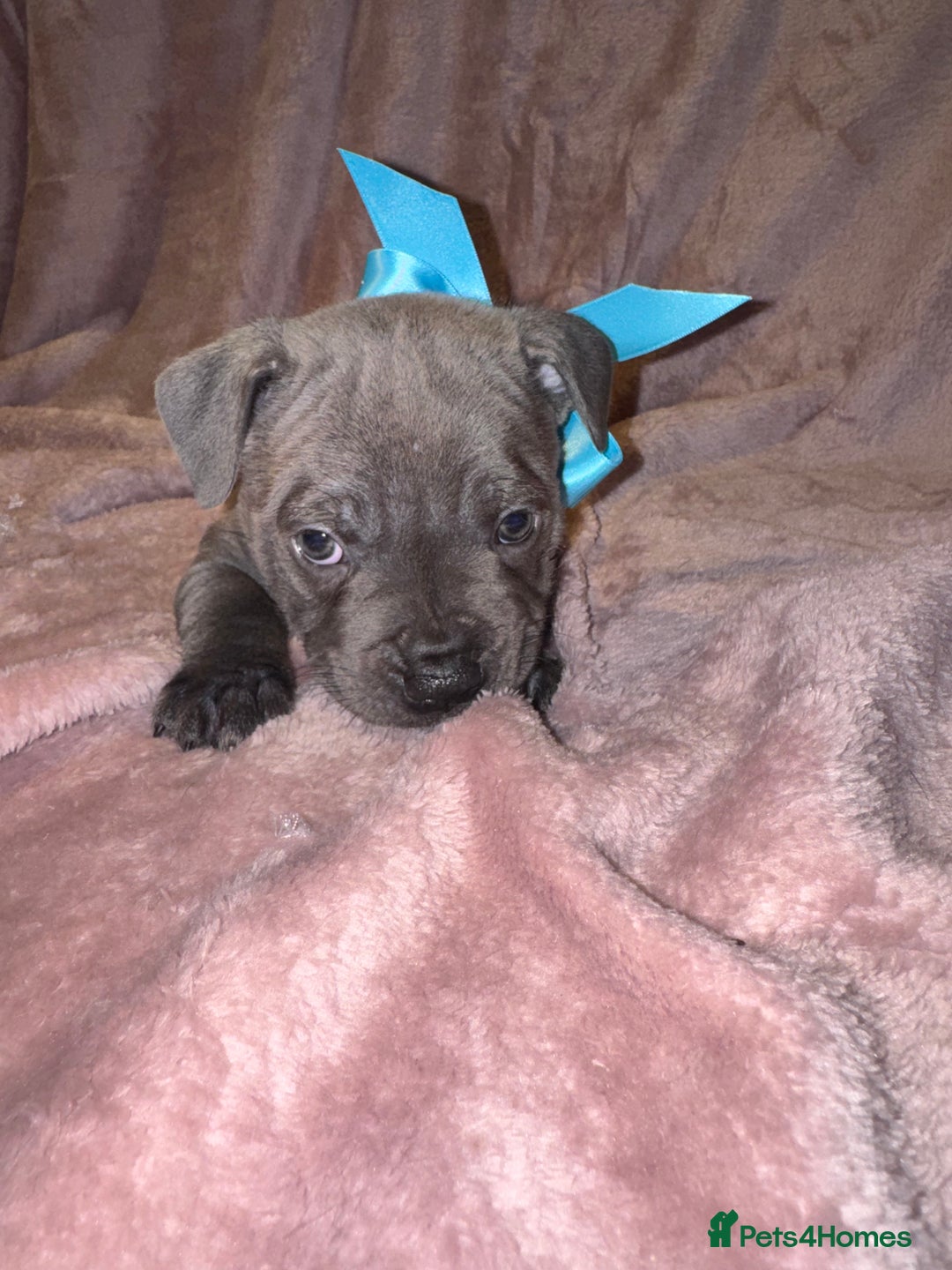 Staffordshire Bull Terrier dogs for sale: KC reg. Staffordshire bull terrier puppies - Advert 17