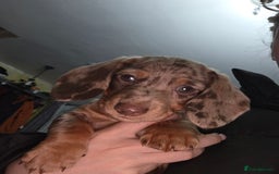 Miniature Dachshund dogs for sale: Miniature dachshund  - Image 1