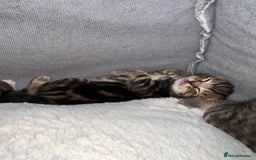 Domestic Shorthair cats for sale: 2 Female Tabby Kittens For Sale - Image 11