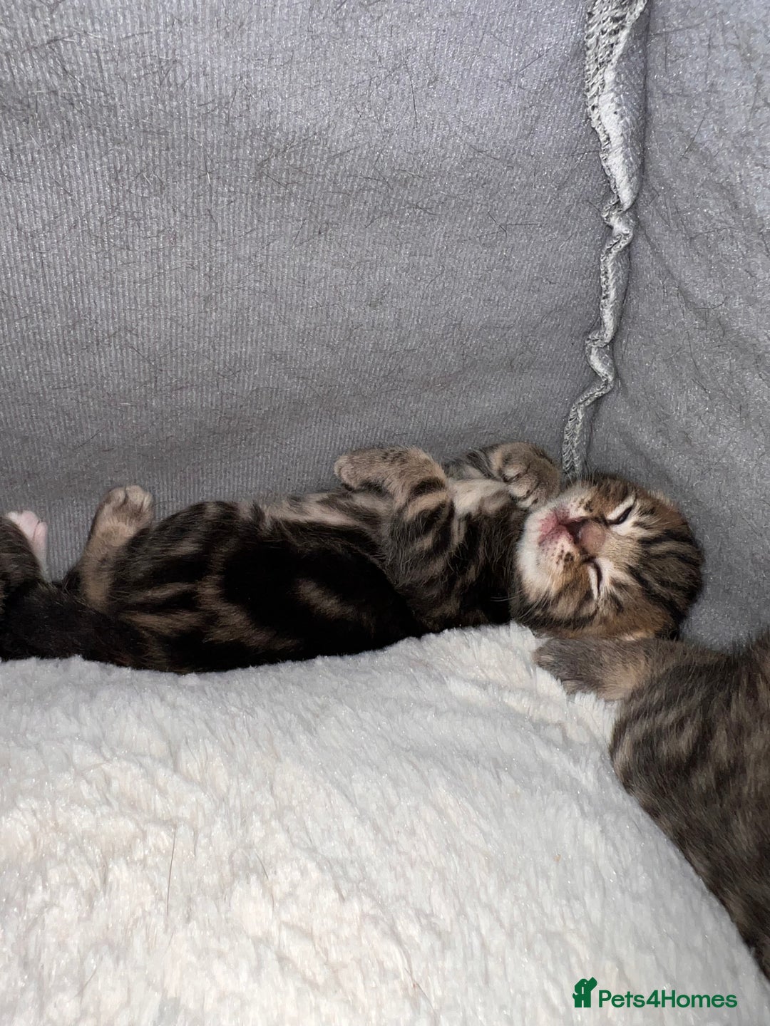 Domestic Shorthair cats for sale: 2 Female Tabby Kittens For Sale - Image 11