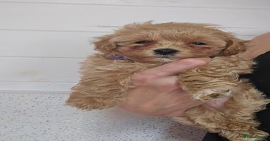 Maltipoo dogs - Advert 2