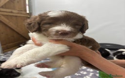 Bernedoodle dogs for sale: F1b St Berdoodle pups born 18/09 - Image 25