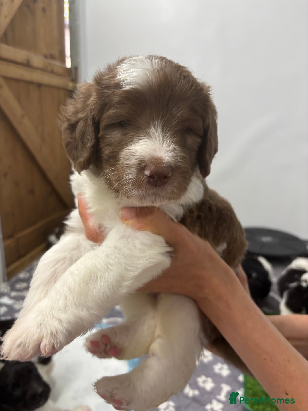 Bernedoodle dogs for sale: F1b St Berdoodle pups born 18/09 - Image 25