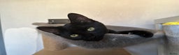 Mixed Breed cats for sale: Mixed black cat needs home - Advert 5