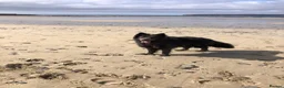 German Shepherd dogs for sale: Blue German shepherd  - Advert 3