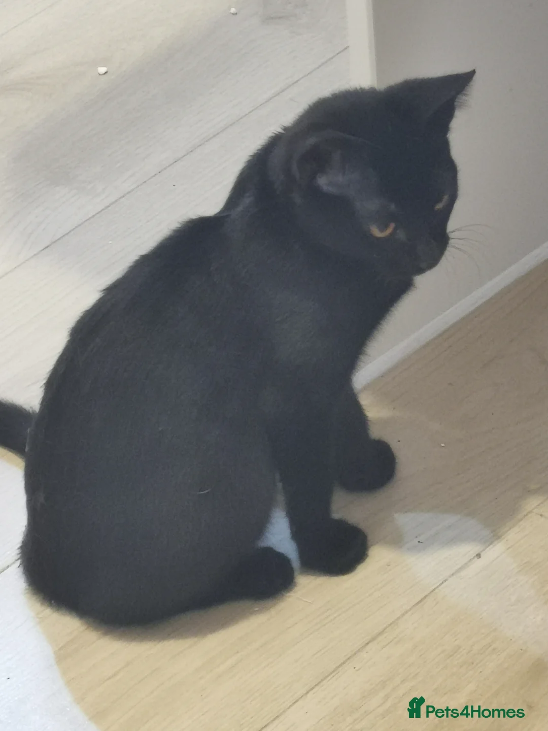 Mixed Breed cats for sale: Maine coon cross kittens for sale - Advert 2