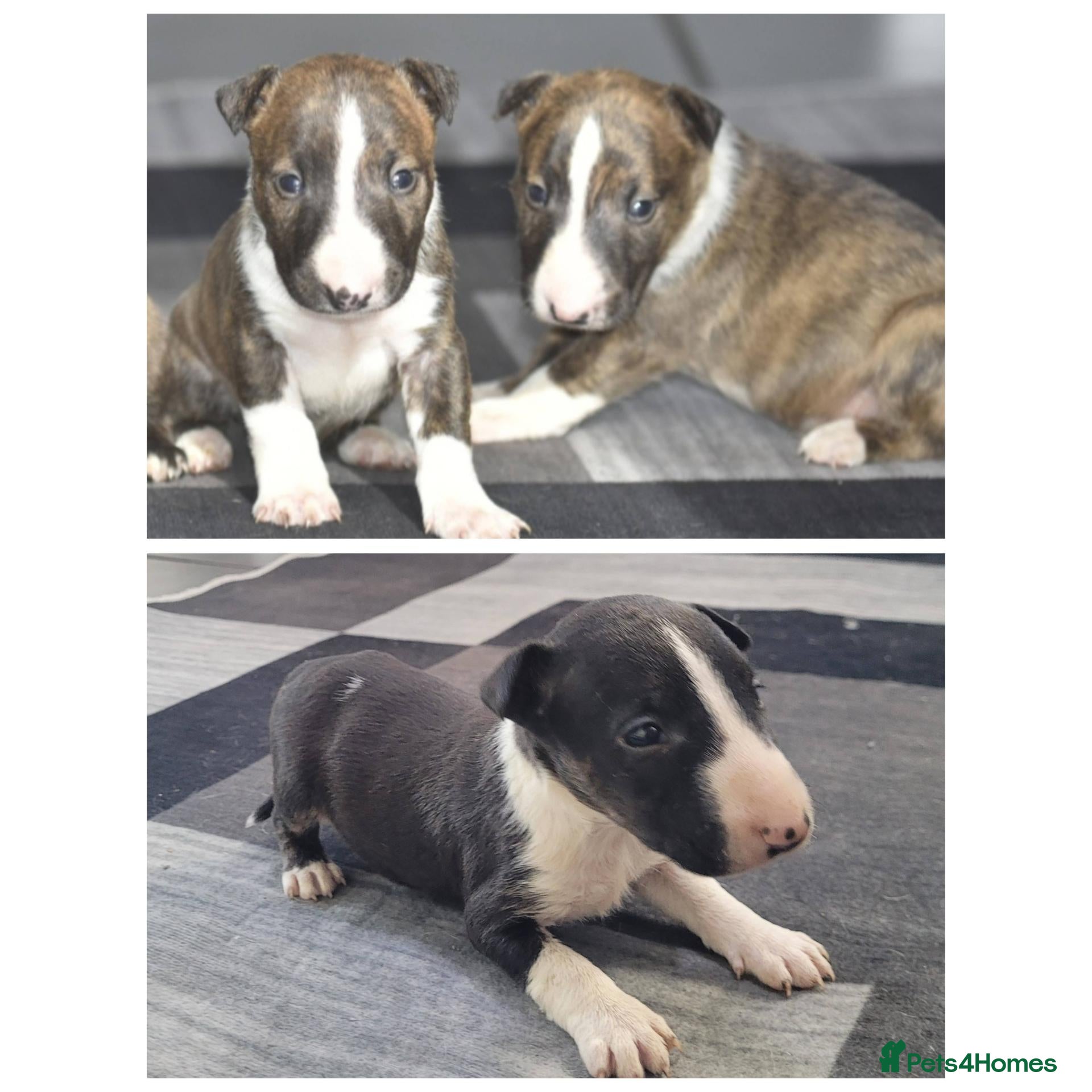 Miniature Bull terrier dogs Top quality miniature bull terrier puppies  - Advert 2