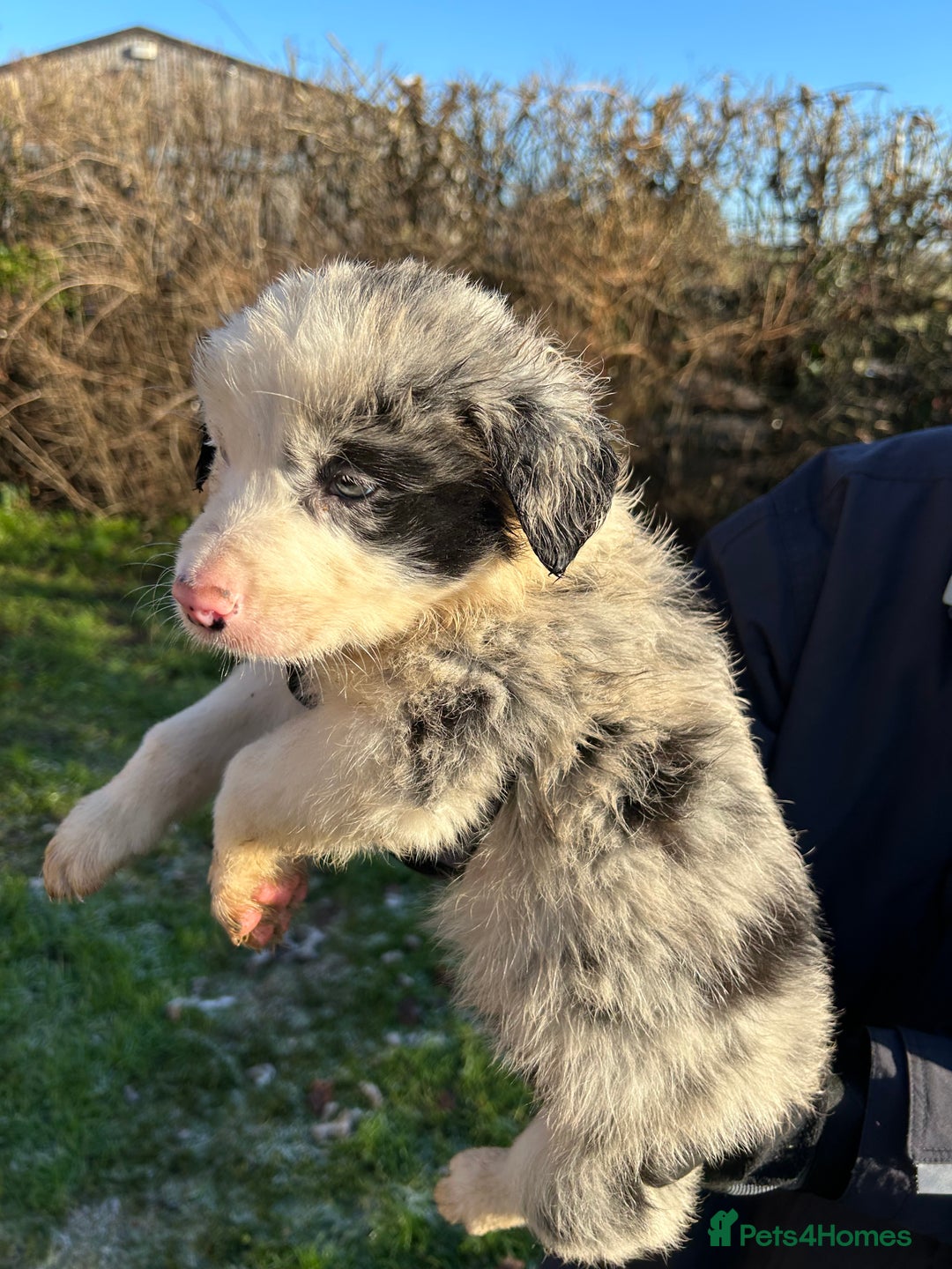 Border Collie dogs for sale: BEAUTIFUL BORDER COLLIE PUPS - Advert 28