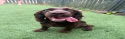 Cocker Spaniel dogs for sale: Cocker Spaniel For sale  in Sheffield - Advert 4