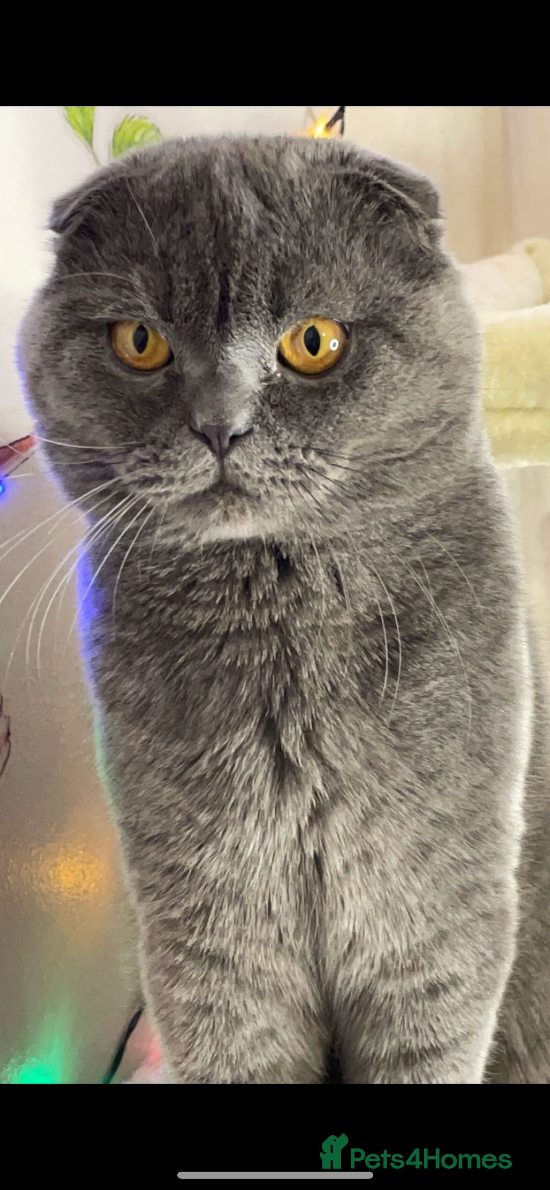 Persian cats for sale: Female and Male cat for Rehome.  - Advert 3