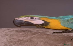 Macaws birds for sale: Hand reared blue & gold Macaw Chick - Image 5