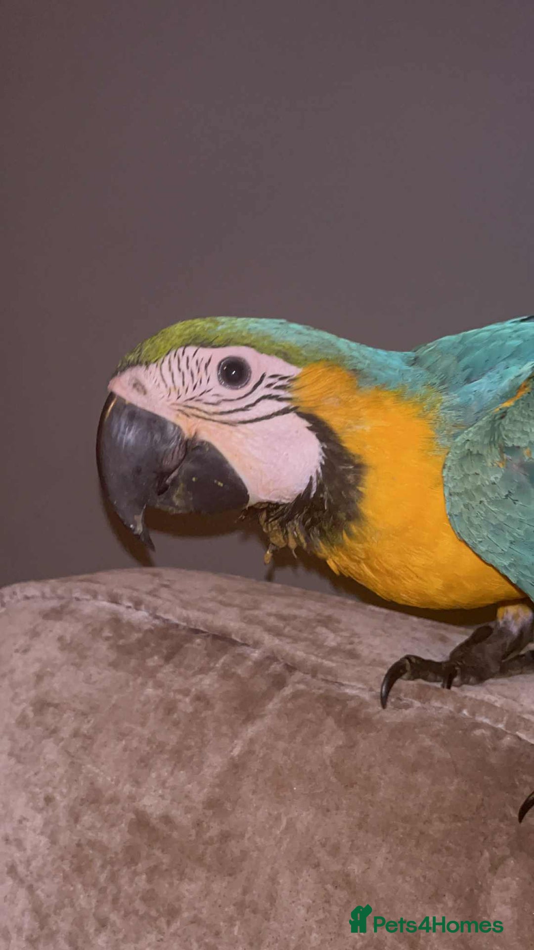 Macaws birds for sale: Hand reared blue & gold Macaw Chick - Image 5