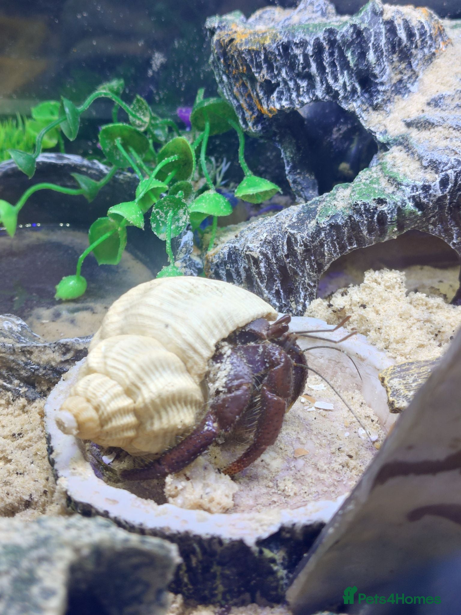 Crabs invertebrates Purple Pincher to rehome - Advert 1
