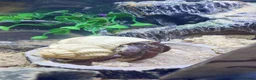 Crabs invertebrates for sale: Purple Pincher to rehome in London - Advert 1