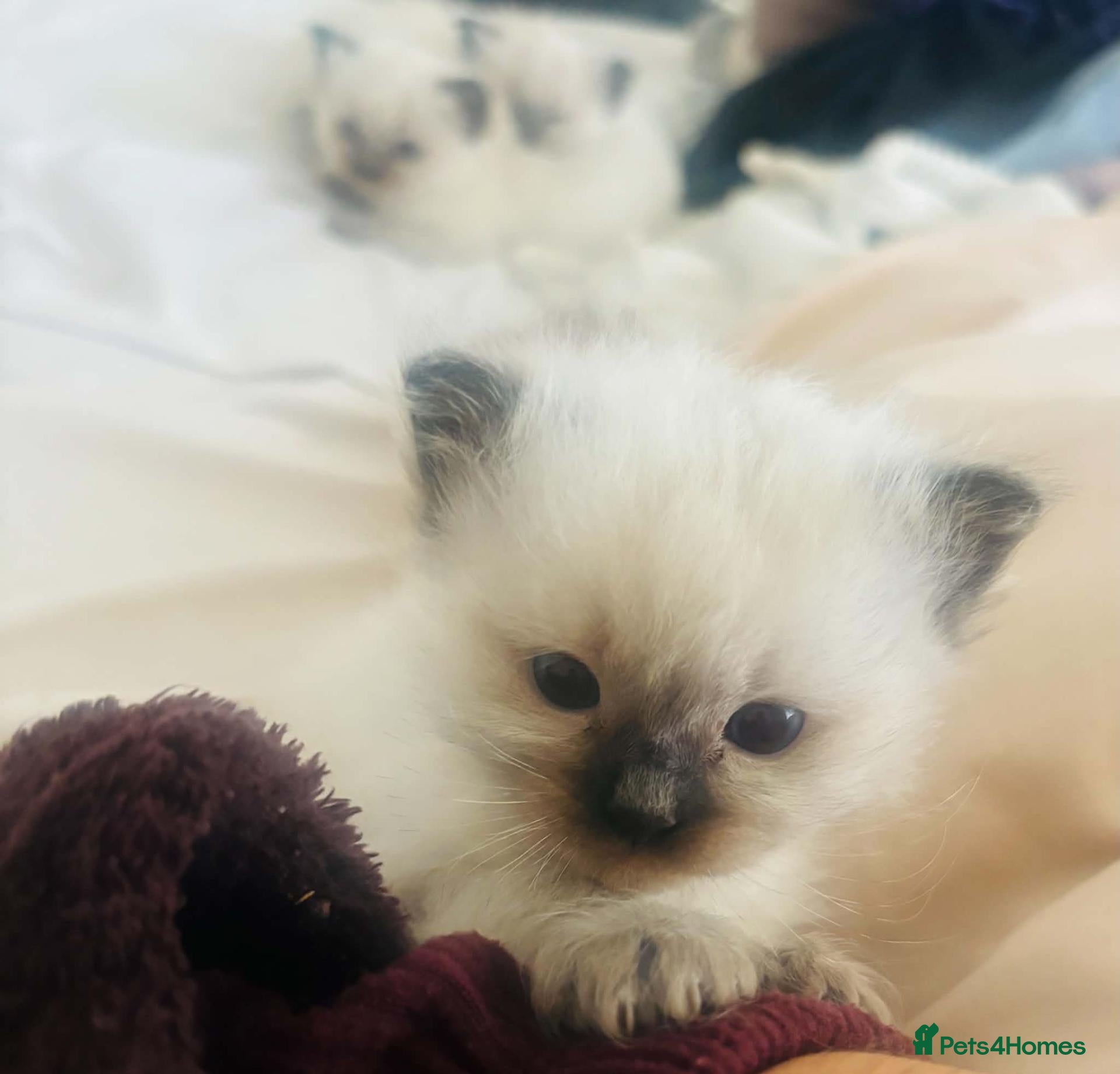 Ragdoll cats Gorgeous fluffy ragdoll kittens - Advert 4