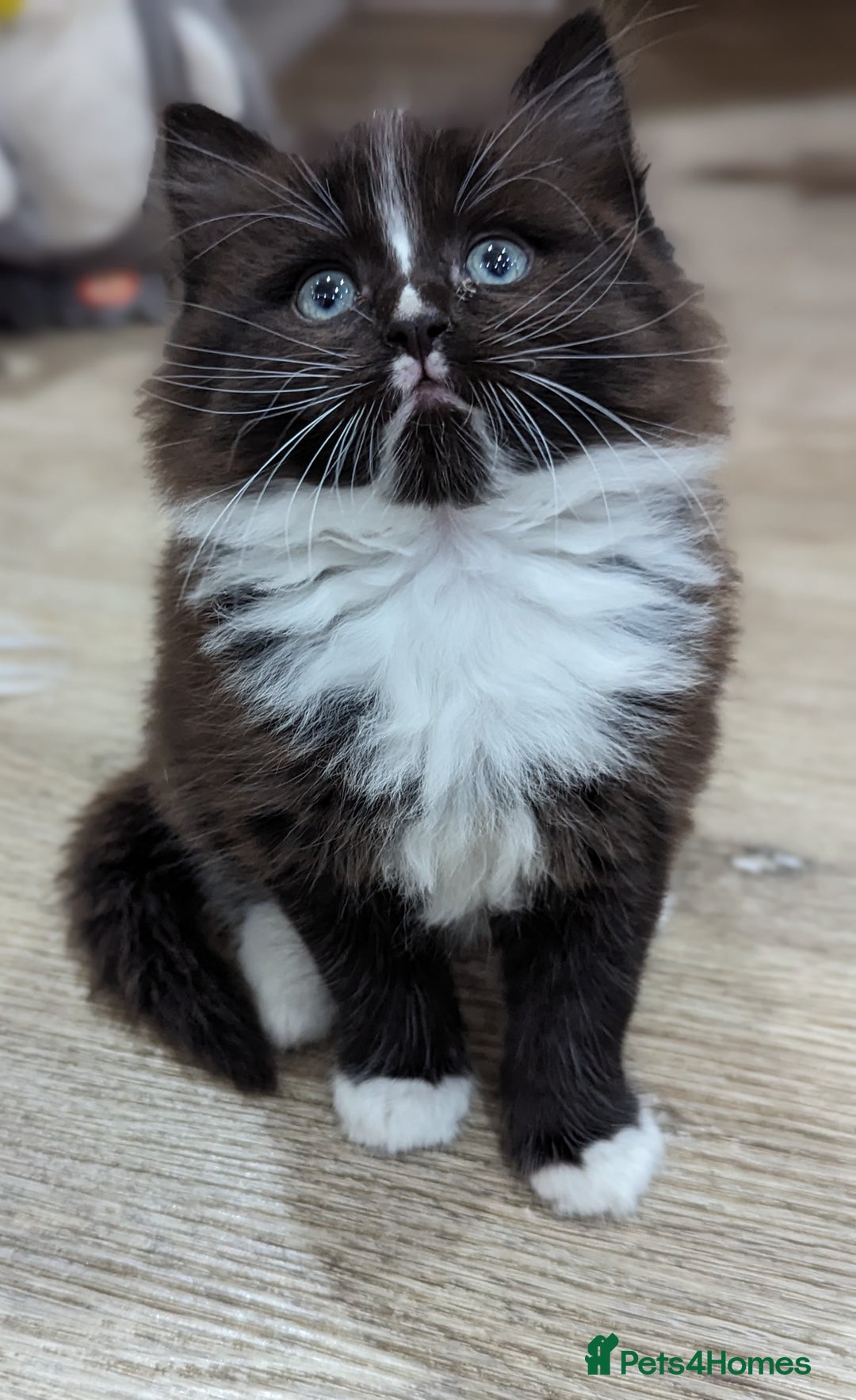 Ragdoll cats for sale: Ragdoll kittens - Advert 4