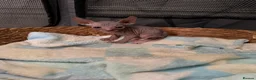 Sphynx cats for sale: Beautiful Sphynx kittens🩵💙🩵 - Advert 20