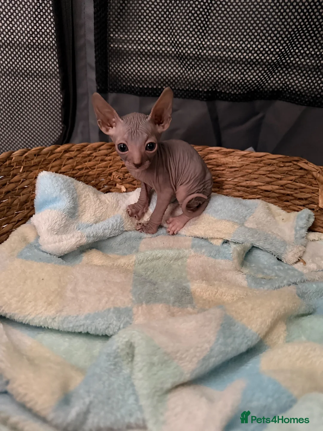 Sphynx cats for sale: Beautiful Sphynx kittens🩵💙🩵 - Advert 20