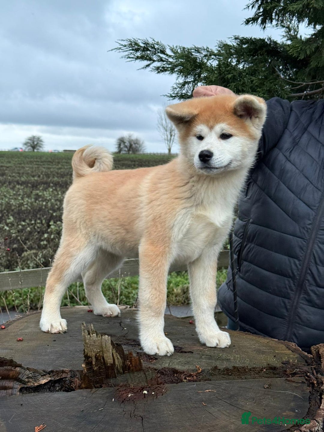 Japanese Akita Inu dogs for sale: Japanese Akita Puppy 10 Weeks Old - Advert 5