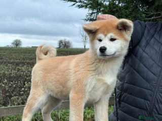 Japanese Akita Inu dogs Japanese Akita Puppy 10 Weeks Old - Advert 2