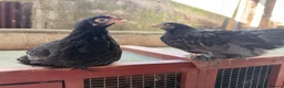 Chickens poultry for sale: POL pekin bantam hens - Advert 6