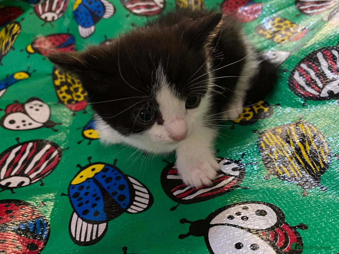 Ragdoll cats for sale: Kittys for sale - Advert 5