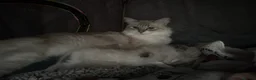 Siberian cats for sale: Pure bred siberian kittens  - Advert 2