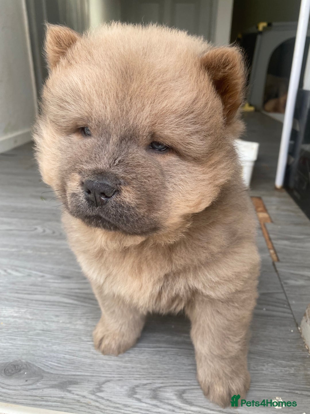 Chow Chow dogs for sale: Chow chow puppies  - Advert 5