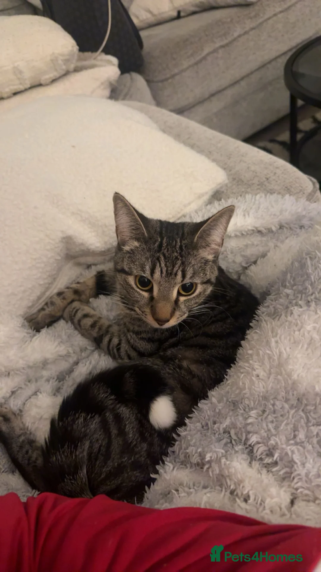 British Shorthair cats for sale: Cat called Luna looking for a loving home - Advert 2