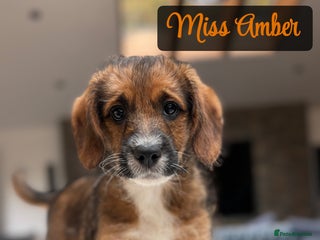 Saint Bernard dogs - Advert 1